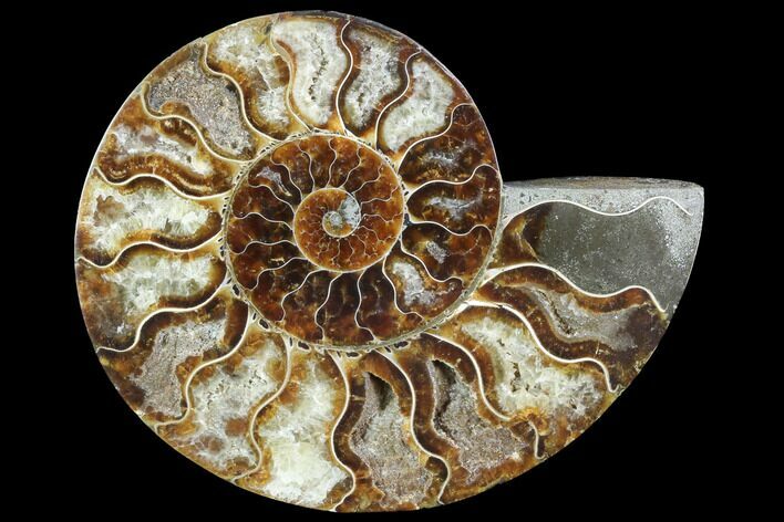 Agatized Ammonite Fossil (Half) - Agatized #88454